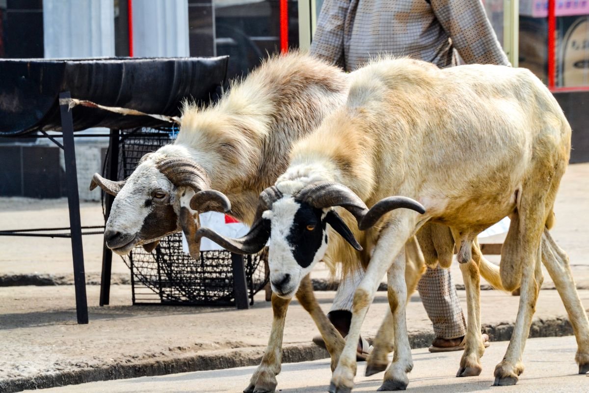 Mouton mâle bélier engraissé pour Tabaski, bonne taille