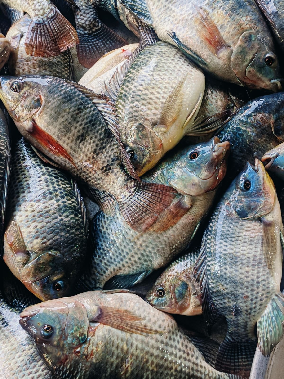 Tilapia frais du jour, glacé, caisse de 10 kg