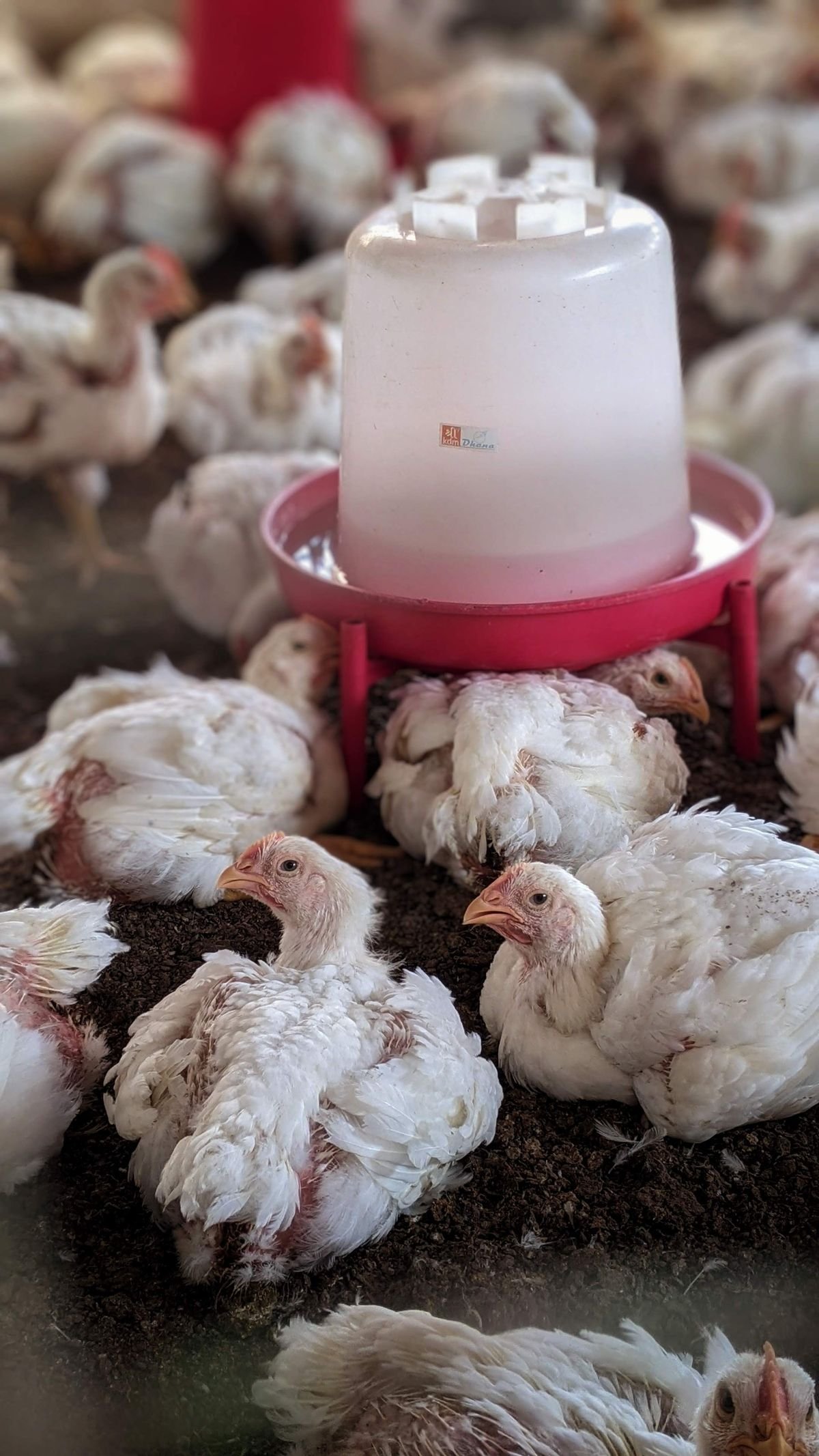 Poulets de chair vivants prêts à abattre, lot de 50 têtes