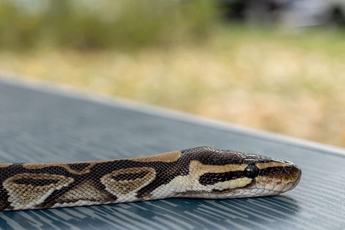 Python royal docile, juvénile né en captivité, terrarium fourni