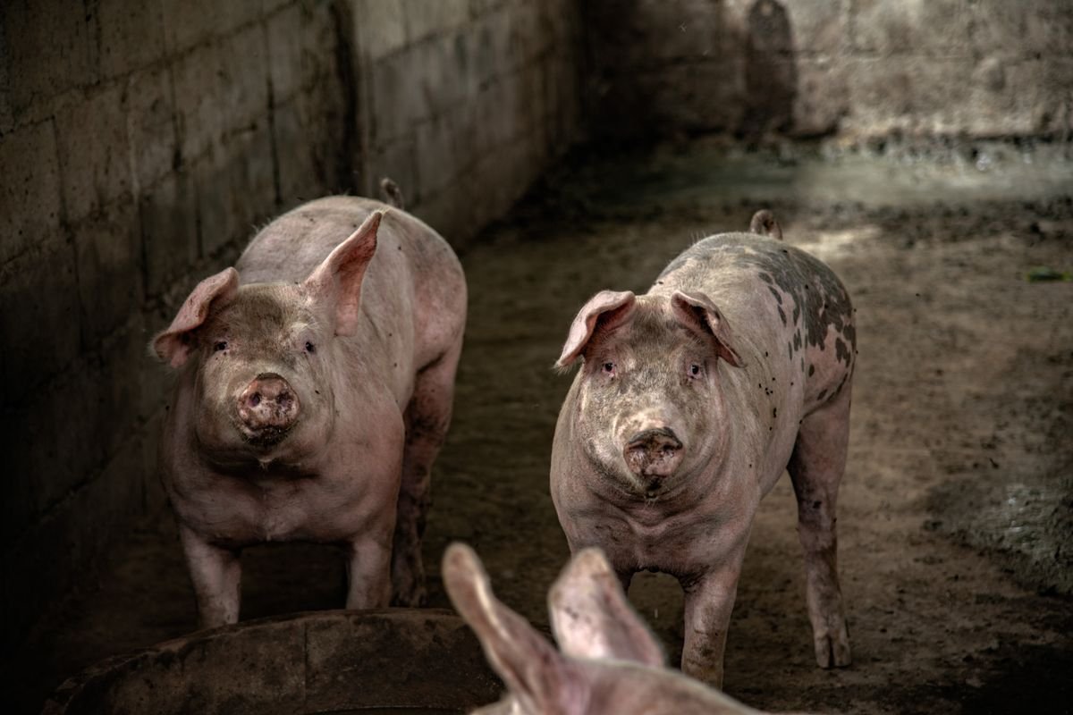 Porc charcutier engraissé environ 90 kg sur pied
