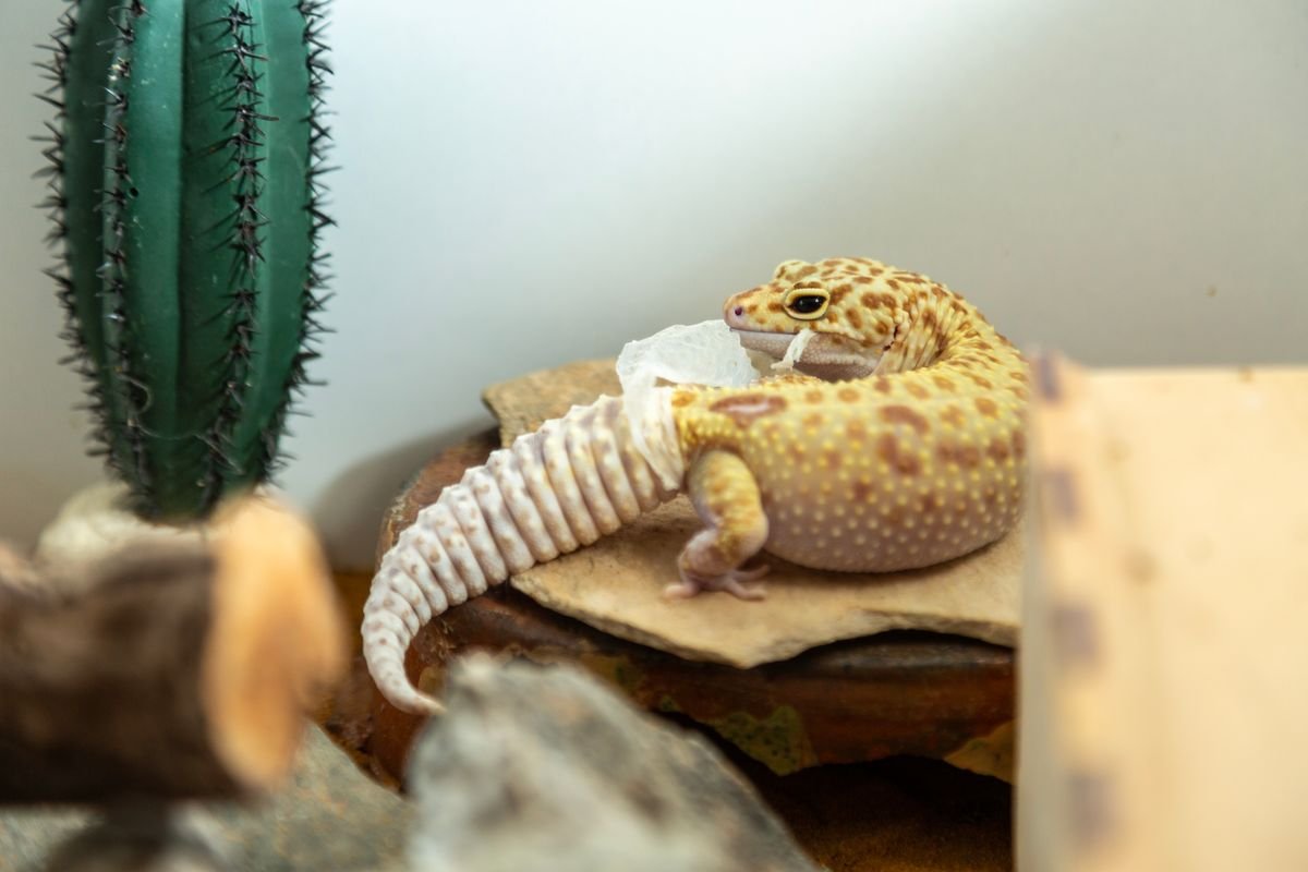 Gecko léopard adulte avec terrarium complet et chauffage