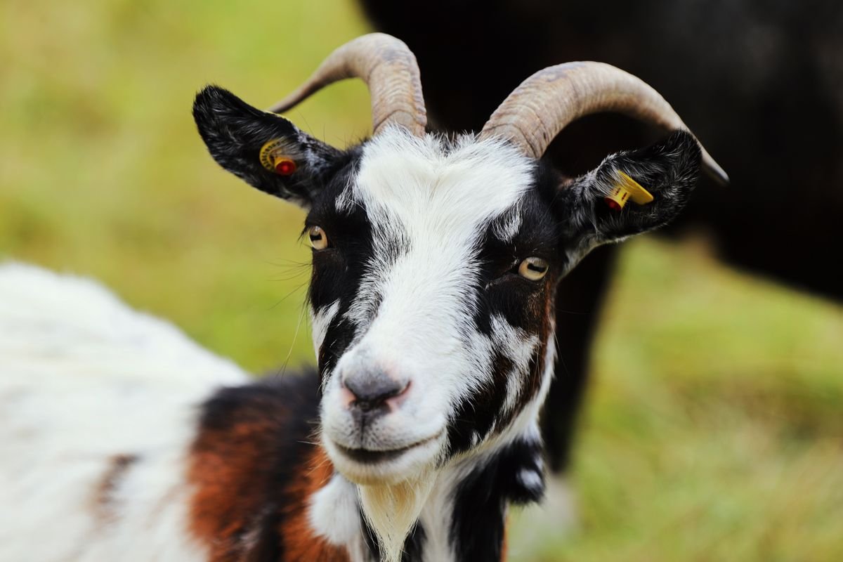 Chèvre naine reproductrice gestante, race locale