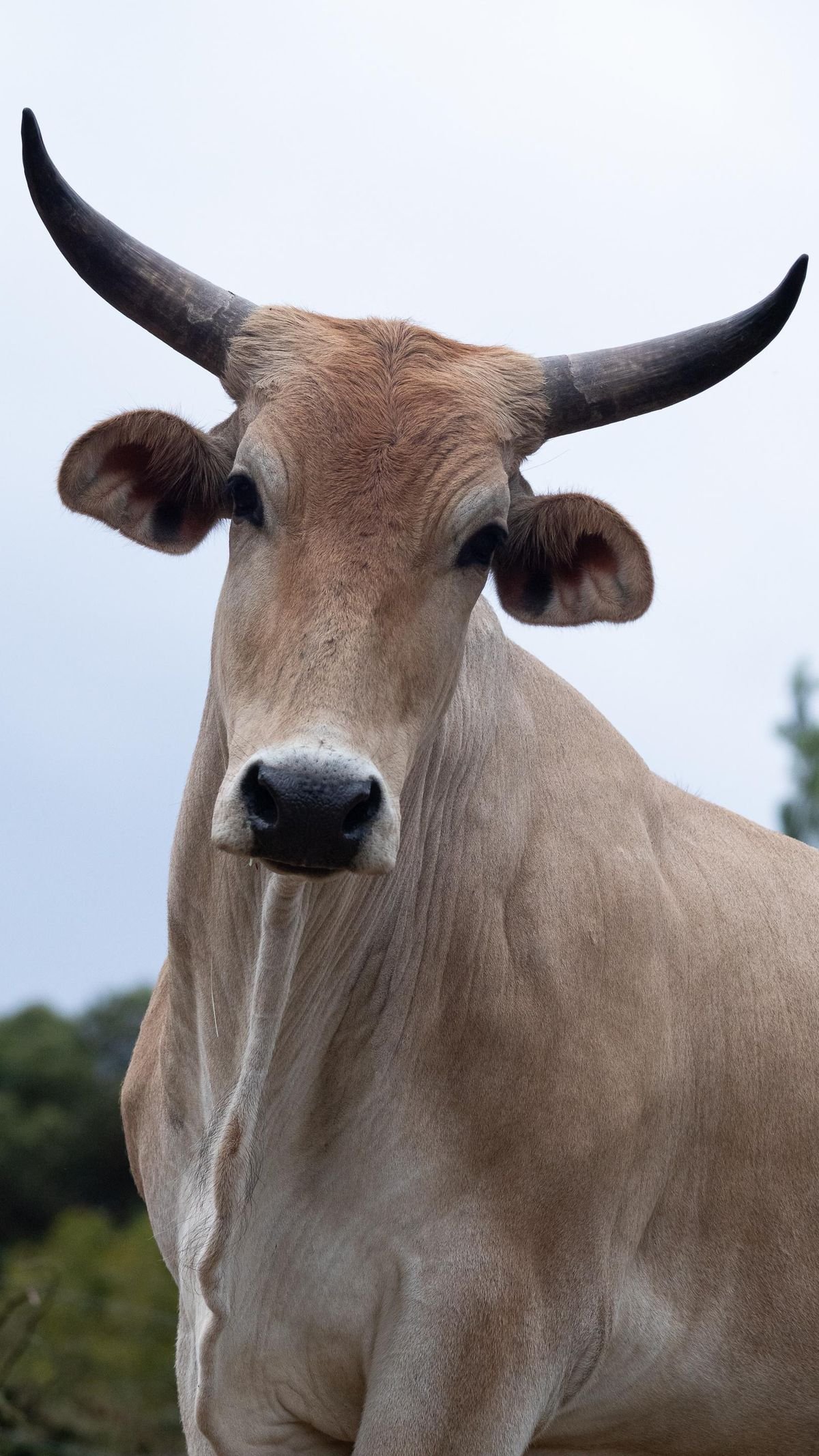 Bœuf zébu sur pied, mâle adulte 300 kg prêt pour fête