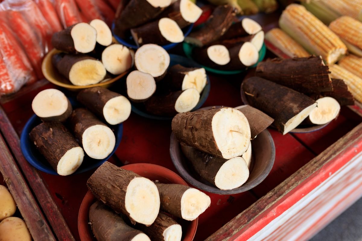 Manioc frais tubercules, sac de 50 kg direct du champ