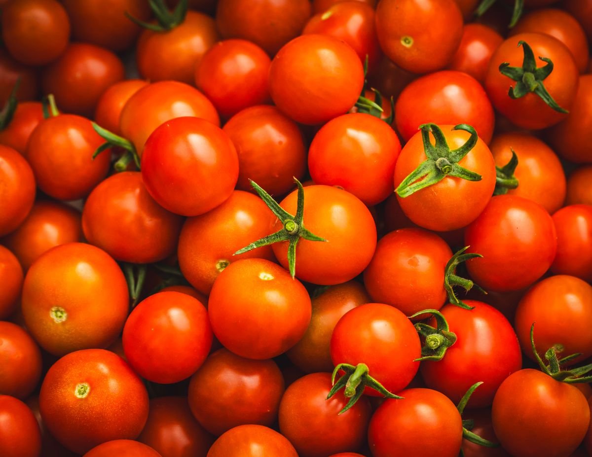 Tomate fraîche rouge mûre, cageot de 20 kg direct producteur