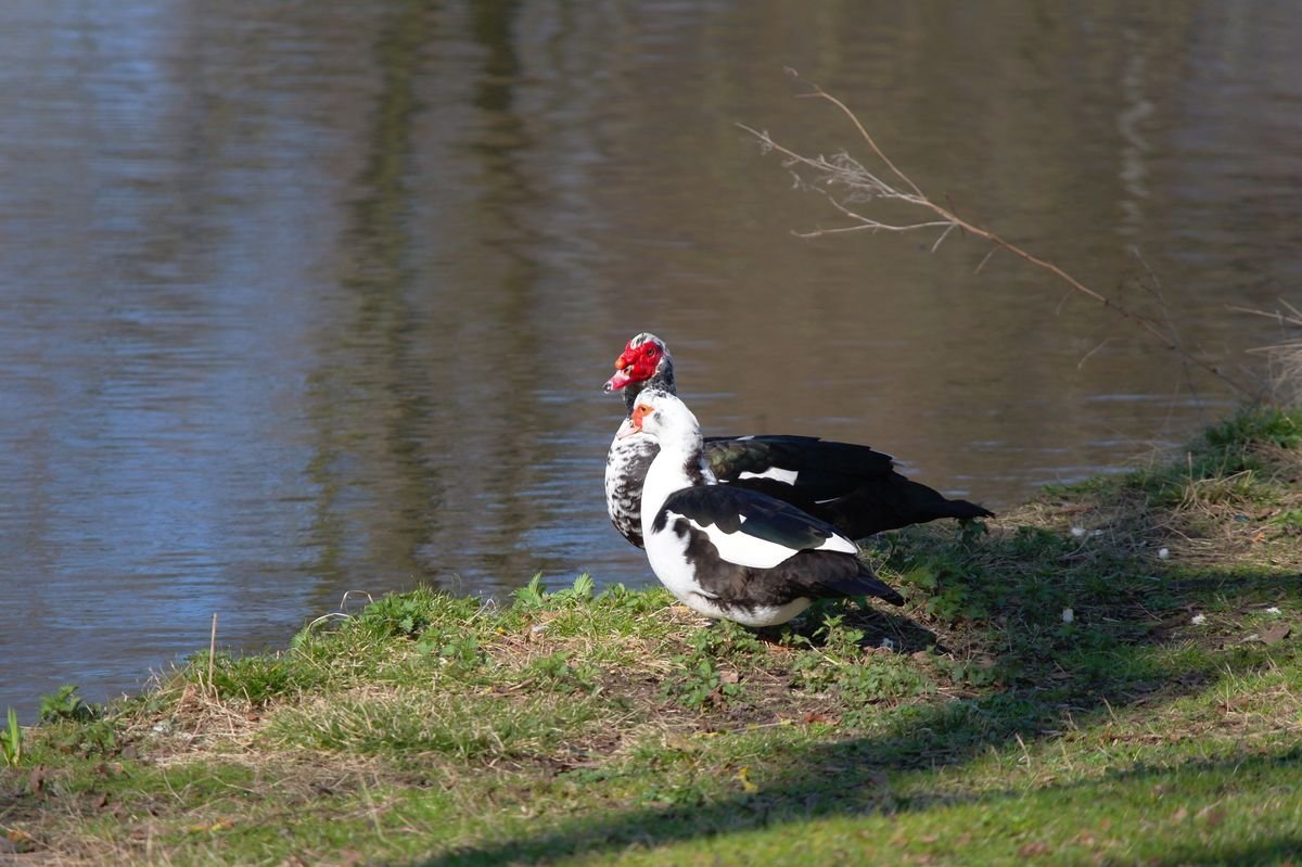 Canards de Barbarie vivants engraissés, par paire