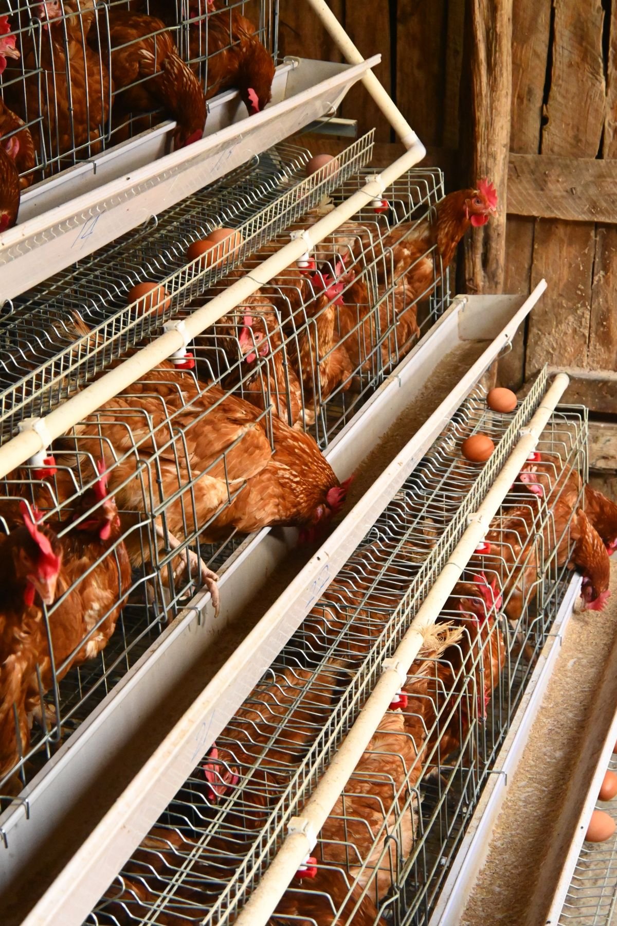 Pondeuses ISA Brown en ponte, lot de 20 poules