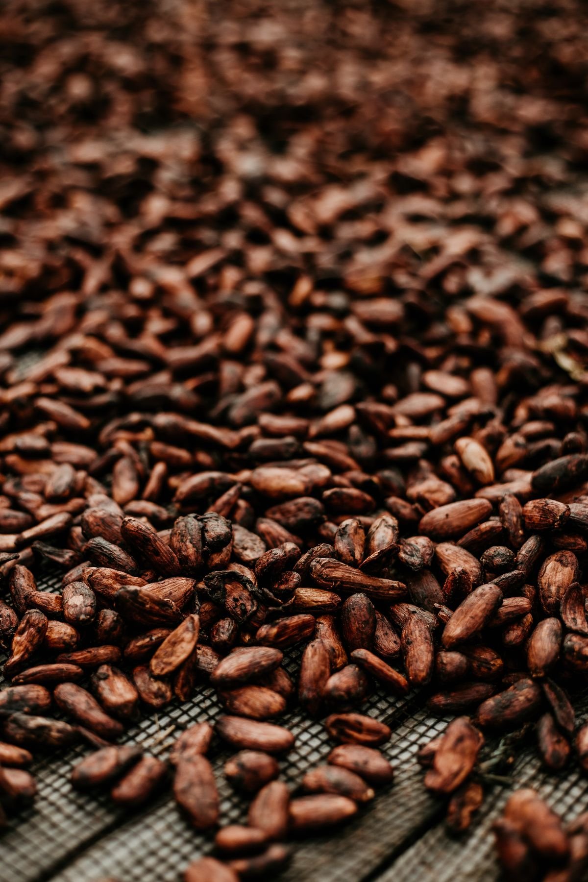 Fèves de cacao séchées fermentées, sac de 65 kg qualité export