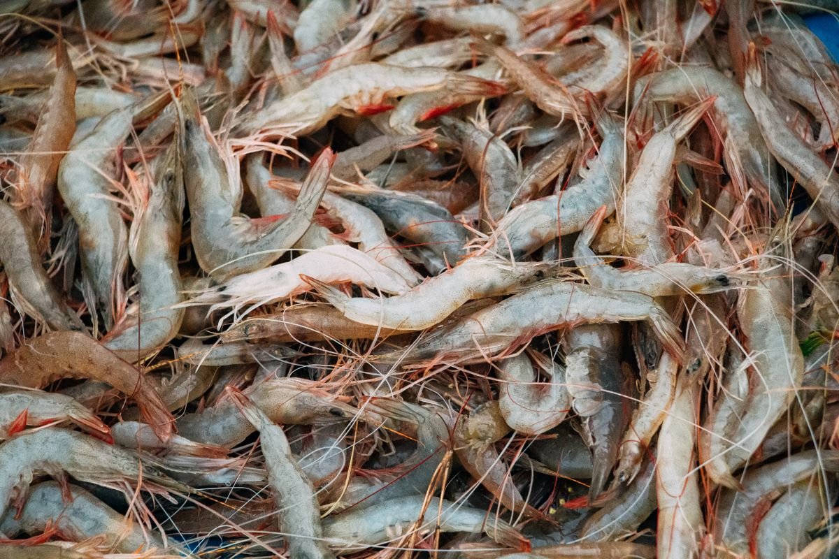 Crevettes roses fraîches calibre moyen, barquette de 1 kg
