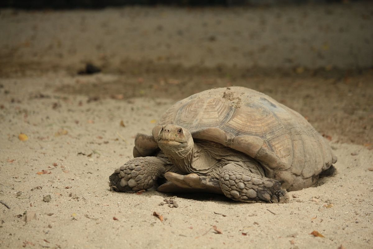 Tortue terrestre sulcata jeune, en bonne santé