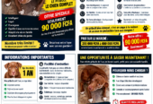 PITBULL DE 1 AN À CÉDER — QUALITÉ, FORCE & FIDÉLITÉ À 90 000 FCFA