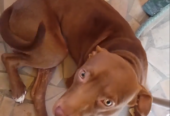 PITBULL DE 1 AN À CÉDER — QUALITÉ, FORCE & FIDÉLITÉ À 90 000 FCFA