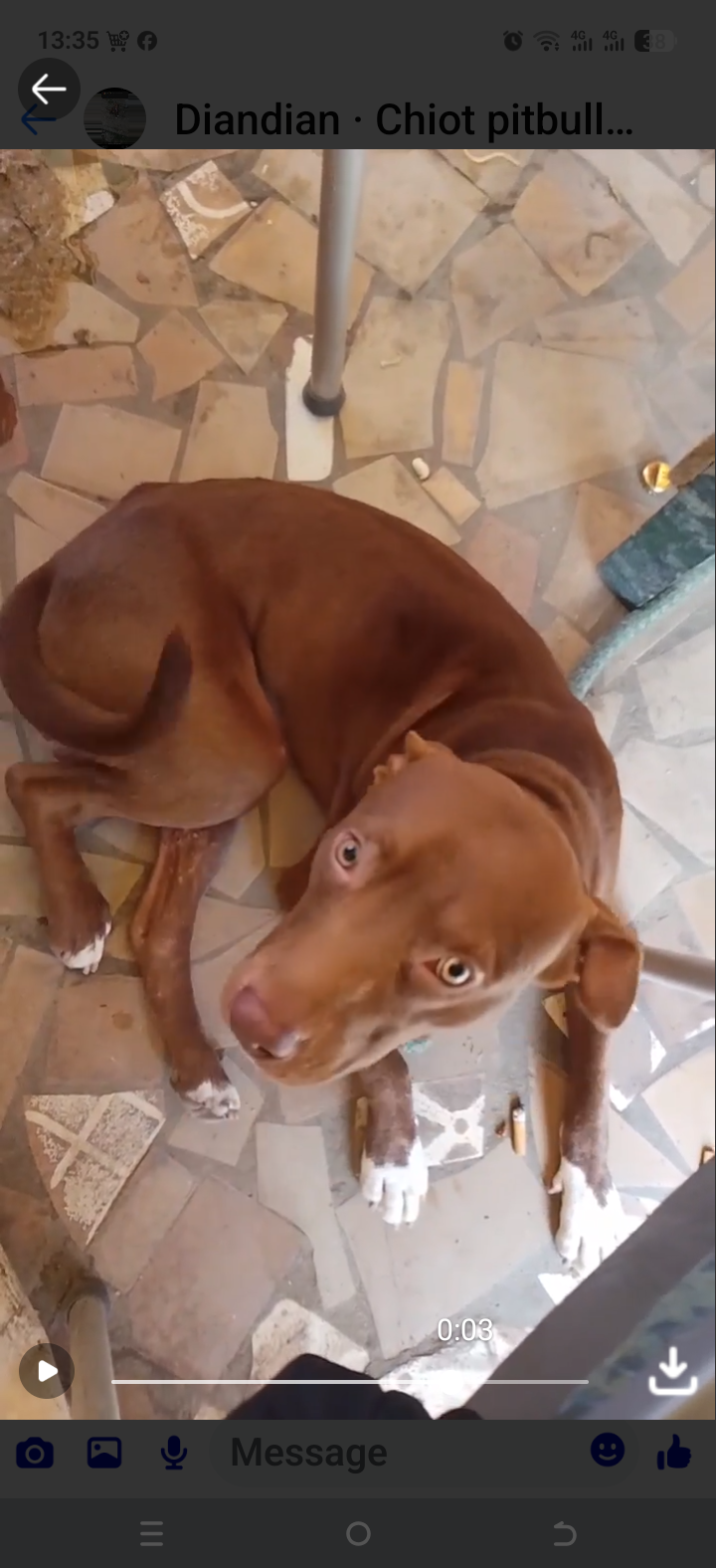 PITBULL DE 1 AN À CÉDER — QUALITÉ, FORCE & FIDÉLITÉ À 90 000 FCFA